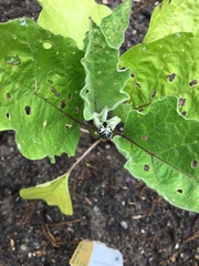 Calligrapha confluens