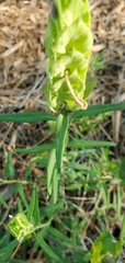 Yeatesia platystegia