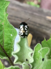 Calligrapha confluens