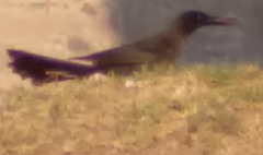 Quiscalus mexicanus