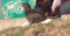 Quiscalus mexicanus