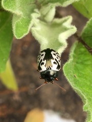 Calligrapha confluens