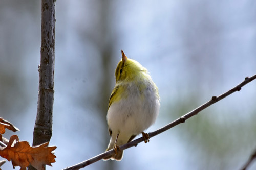 Žalioji pečialinda nuotrauka