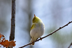 Wood Warbler photo 4