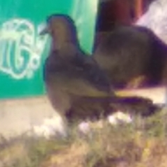 Quiscalus mexicanus