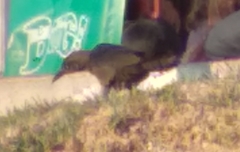 Quiscalus mexicanus
