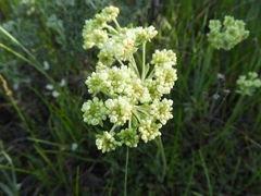 Eriogonum heracleoides