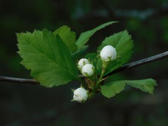 Crataegus flava