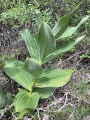 Veratrum californicum