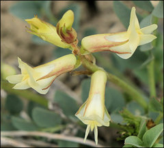 Astragalus beckwithii