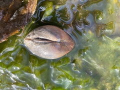 Ruditapes decussatus