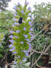 Echium webbii