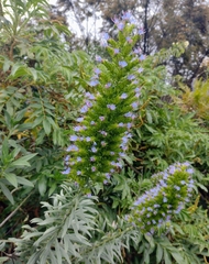 Echium webbii