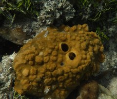 Cliona varians
