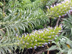 Echium webbii
