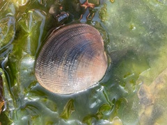 Ruditapes decussatus