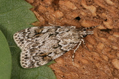 Scoparia basistrigalis