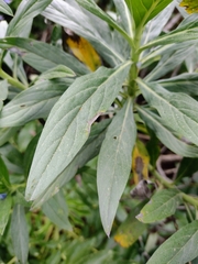 Echium webbii