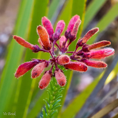 Erica cerinthoides
