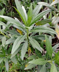 Echium webbii