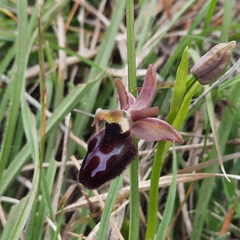 Ophrys × lyrata