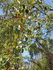 Helicteres baruensis