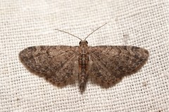 Eupithecia minusculata
