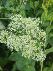 Lepidium draba