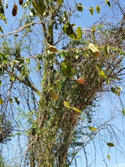 Helicteres baruensis