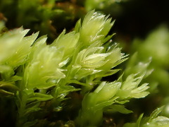 Mnium marginatum