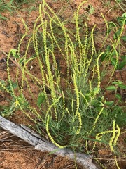 Lophiocarpus polystachyus