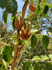 Helicteres baruensis