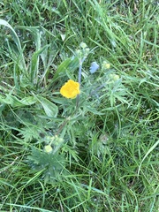 Ranunculus acris