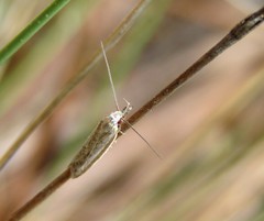 Pleurota pyropella
