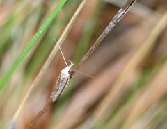 Pleurota pyropella