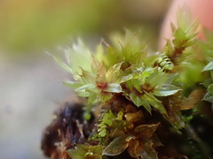 Ptychostomum moravicum