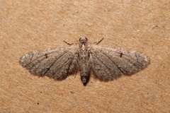 Eupithecia ultimaria