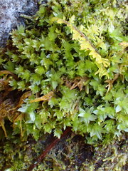 Ptychostomum moravicum