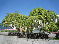 Ulmus laevis