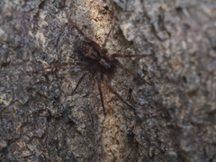 Liocranidae