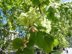 Ulmus laevis