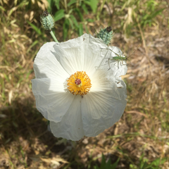 Argemone albiflora texana