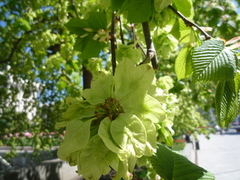 Ulmus laevis