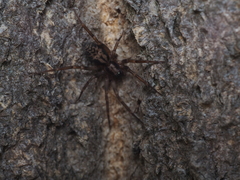 Liocranidae