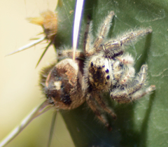 Phidippus maddisoni