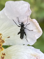 Oedemera atrata