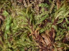 Ptychostomum moravicum