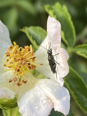 Oedemera atrata