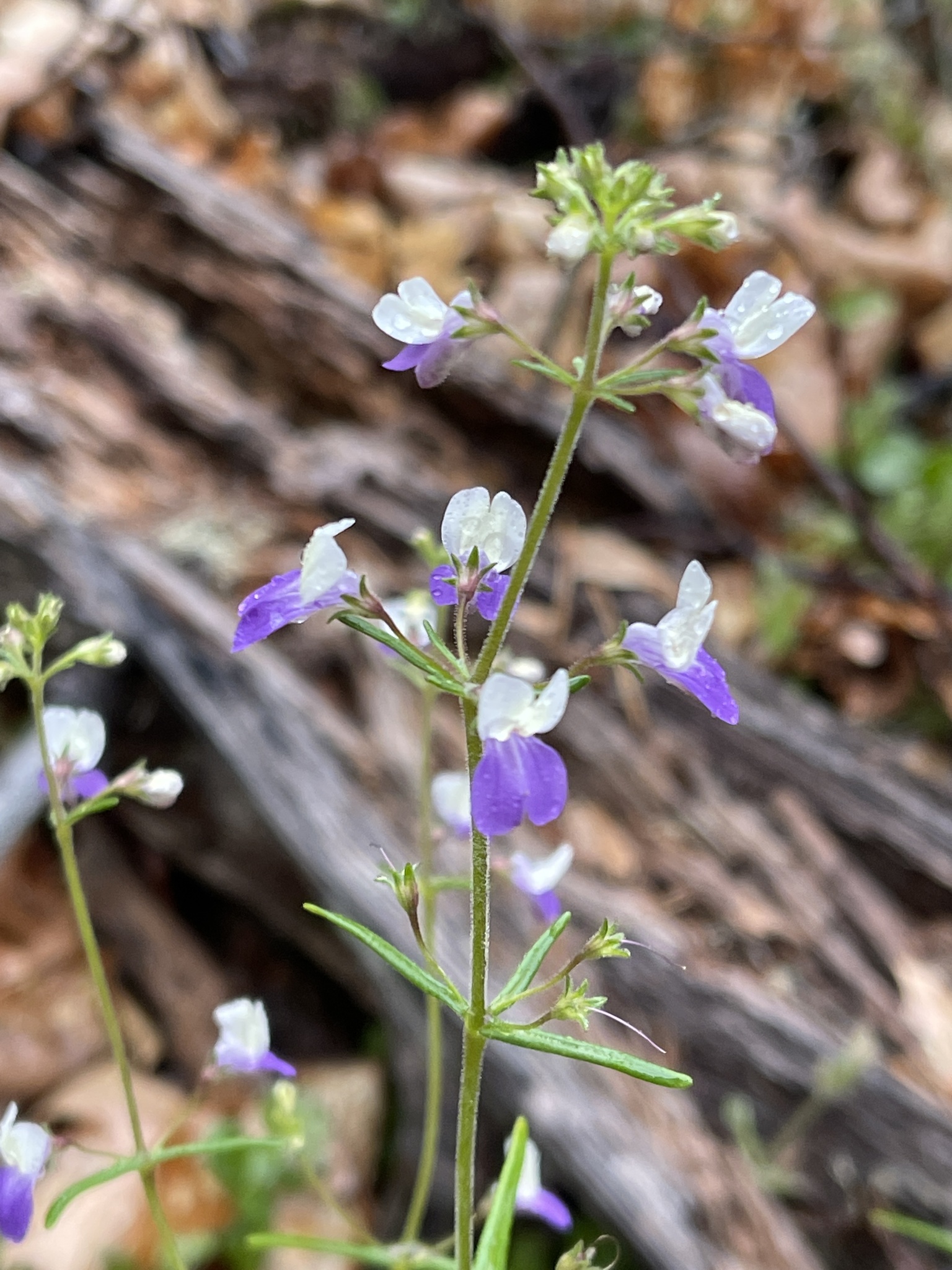 Collinsia linearis