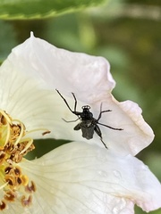 Oedemera atrata